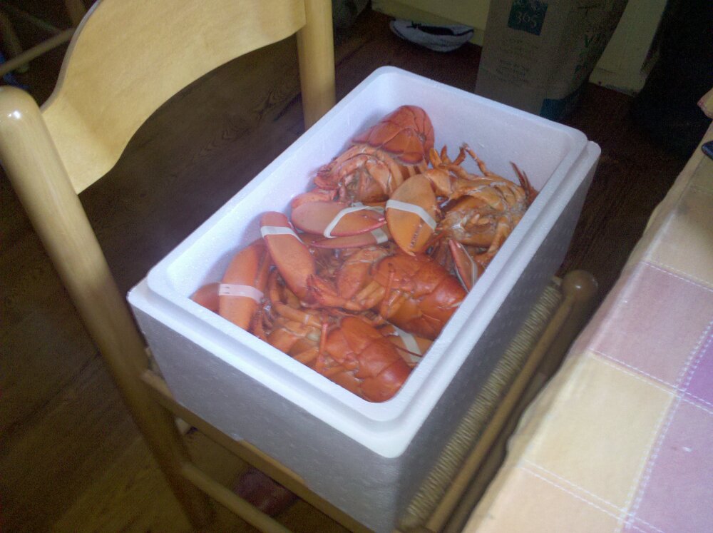 Cambridge,  MA Bert's house :: Lobster dinner