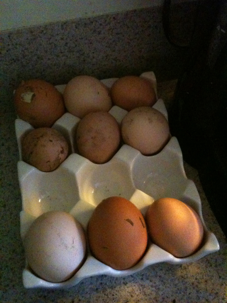 Farm :: Farm fresh eggs