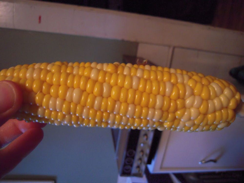 My house Cambridge, MA :: corn on the cob on 06.14.09... it sucked real bad.... did not finish it.... I was happy to waste this food item!!!!!!!!!" wait till the corn does not taste like garbage... try summer time!!!