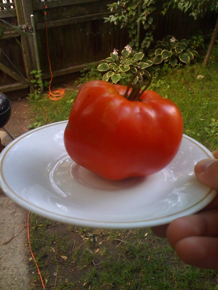 My House Cambridge, MA :: this is the first tomato from my tomato plants!!!!! dang!!!